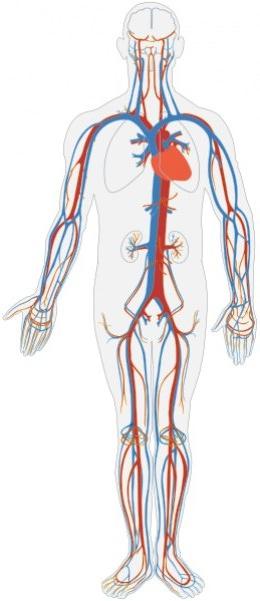 Cirkler af menneskelig blodcirkulation