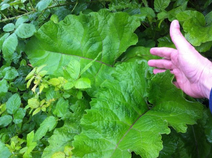 Burdock behandling: hvad, hvordan og hvorfor?