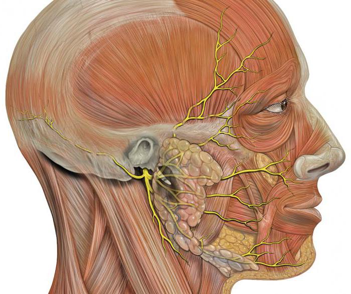 Facial nerve: anatomi, mønster, struktur, funktioner og funktioner