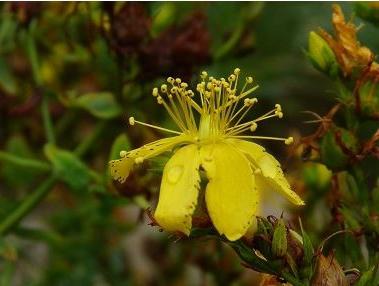 nyttige egenskaber af St. John's wort og kontraindikationer