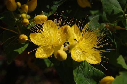 St. John's wort ansøgning i medicin